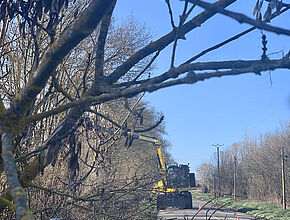 Taille des arbres au lamier en bordure de route - Agrandir l'image (fenêtre modale)